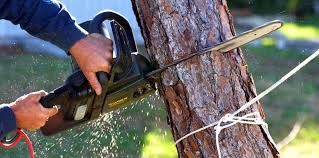 Best Storm Damage Tree Cleanup  in Palos Verdes Estates, CA