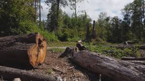Best Tree Mulching  in Palos Verdes Estates, CA