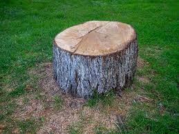 Best Tree Disease Treatment  in Palos Verdes Estates, CA