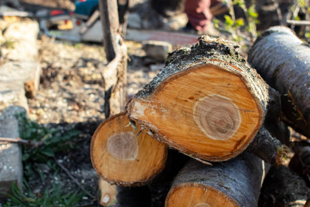 Best Commercial Tree Services  in Palos Verdes Estates, CA