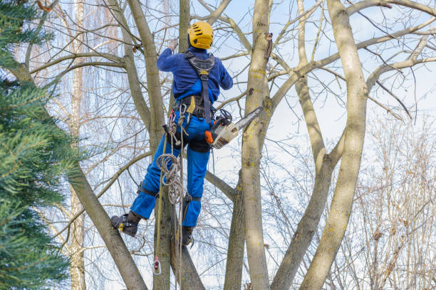 Pest Control for Lawns in Palos Verdes Estates, CA