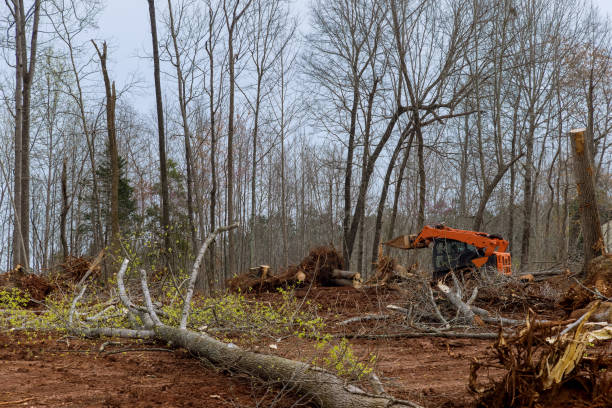 Best Emergency Tree Removal  in Palos Verdes Estates, CA