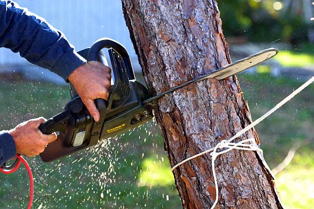 How Our Tree Care Process Works  in  Palos Verdes Estates, CA