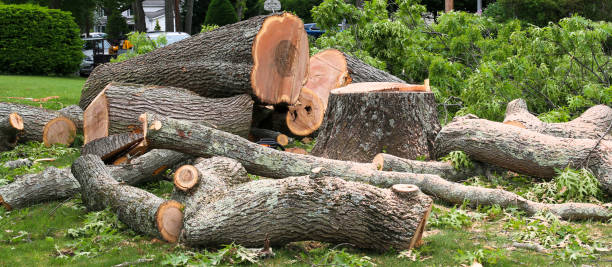 Trusted Palos Verdes Estates, CA Tree Care Experts
