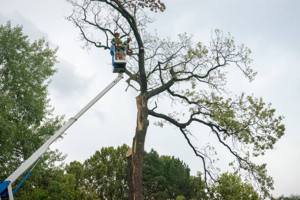 Best Stump Grinding and Removal  in Palos Verdes Estates, CA