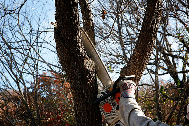 Tree and Shrub Care in Palos Verdes Estates, CA