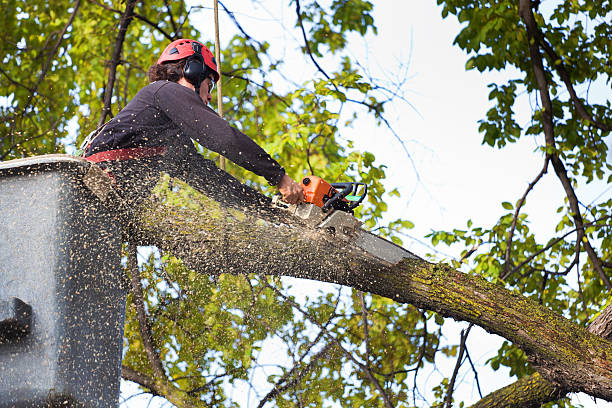 Best Root Management and Removal  in Palos Verdes Estates, CA