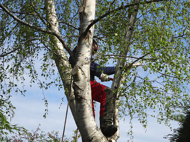 Best Tree Maintenance Programs  in Palos Verdes Estates, CA