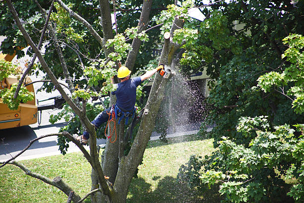 Best Fruit Tree Pruning  in Palos Verdes Estates, CA
