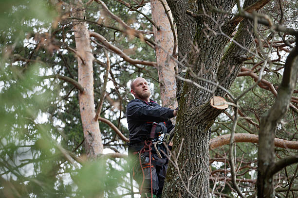 Best Hedge Trimming  in Palos Verdes Estates, CA