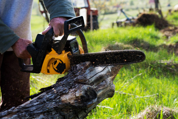 Best Firewood Processing and Delivery  in Palos Verdes Estates, CA