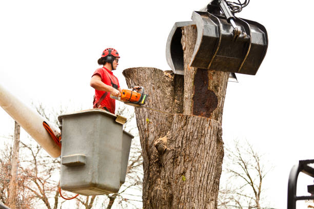 Best Tree Health Inspection  in Palos Verdes Estates, CA